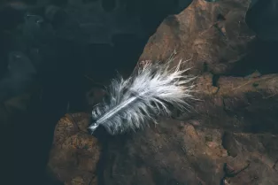 Feather on leaf against dark background. Photo: Unsplash.