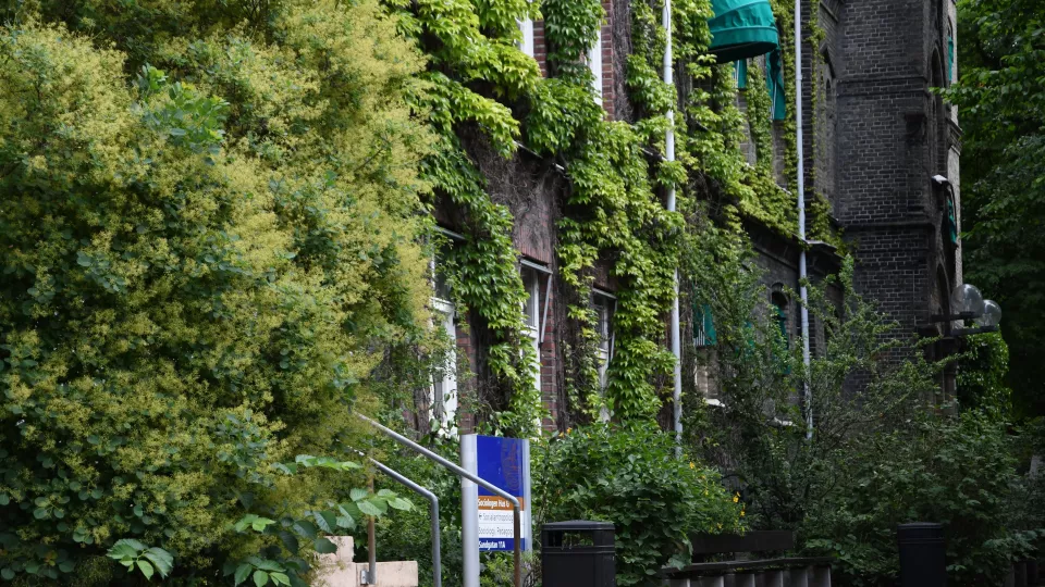 Sociologiska institutionens byggnad täckt av grön rådhusvin. Foto: Emma Lord. 