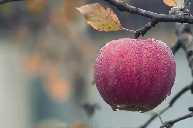 Rött äpple hänger i höstträd. Foto: Mircea Plosca, Pixabay.