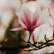 Magnolia flower. Photo Bianca Ackermann through Unsplash. 